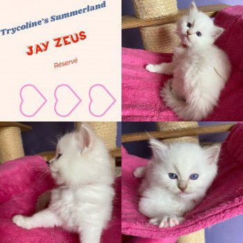 chaton Ragdoll lilac tabby point mitted Summerland Jay Zeus Trycoline’s