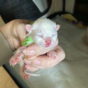 chaton Ragdoll Summerland Nikki Trycoline’s