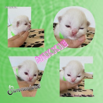 chaton Ragdoll Summerland Nikki Trycoline’s chaton Ragdoll Summerland Nikki Trycoline’s