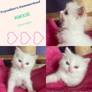 chaton Ragdoll lilac tabby point bicolor Summerland Nikkie Trycoline’s