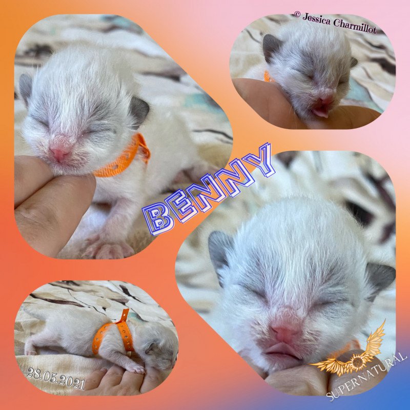 Trycoline’s Supernatural Benny Mâle Ragdoll