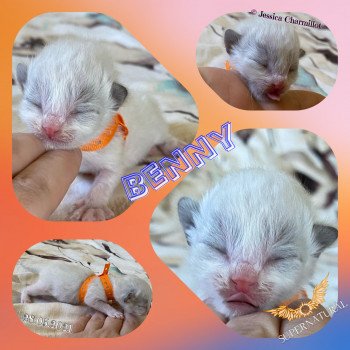 chaton Ragdoll Supernatural Benny Trycoline’s chaton Ragdoll Supernatural Benny Trycoline’s