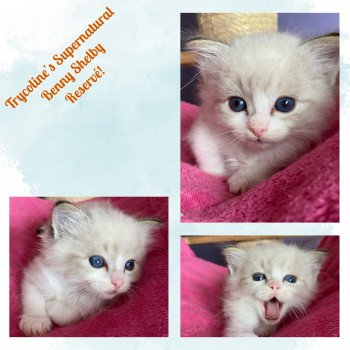 chaton Ragdoll seal point bicolor Supernatural Benny Shelby Trycoline’s
