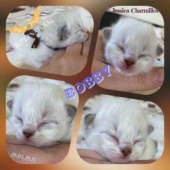 chaton Ragdoll Supernatural Bobby Trycoline’s