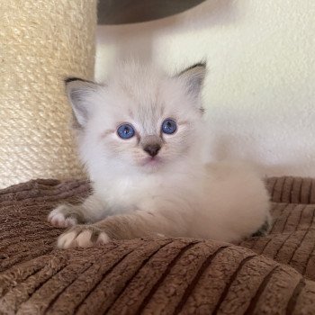 chaton Ragdoll seal tabby point mitted Supernatural Bobby Trycoline’s