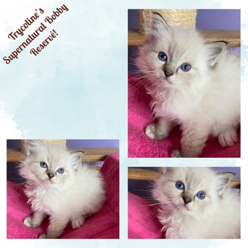 Trycoline’s Supernatural Bobby Mâle Ragdoll Trycoline’s Supernatural Bobby Mâle Ragdoll