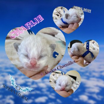 chaton Ragdoll Supernatural Charlie Trycoline’s chaton Ragdoll Supernatural Charlie Trycoline’s