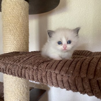 chaton Ragdoll blue point bicolor Supernatural Charlie Trycoline’s