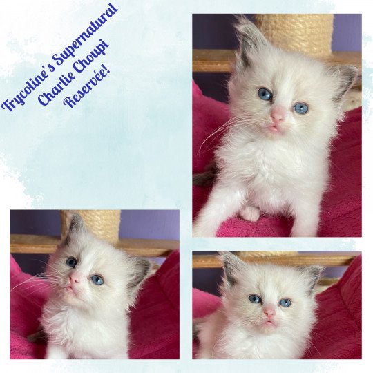 Trycoline’s Supernatural Charlie Choupi Femelle Ragdoll