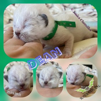 chaton Ragdoll Supernatural Dean Trycoline’s Ragdoll seal point mitted