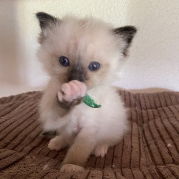 chaton Ragdoll seal point mitted Supernatural Dean Trycoline’s chaton Ragdoll seal point mitted Supernatural Dean Trycoline’s