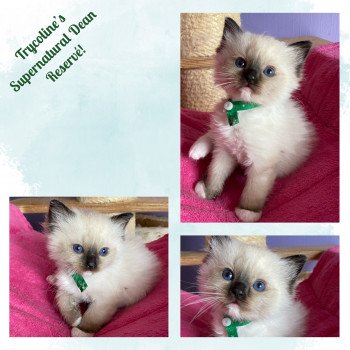 chaton Ragdoll seal point mitted Supernatural Dean Trycoline’s chaton Ragdoll seal point mitted Supernatural Dean Trycoline’s