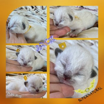 chaton Ragdoll Supernatural Jack Trycoline’s chaton Ragdoll Supernatural Jack Trycoline’s
