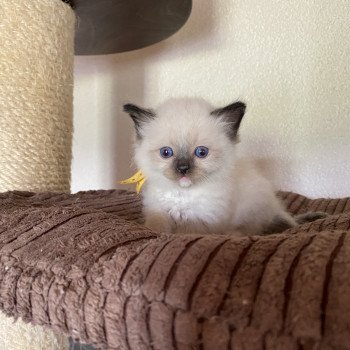 chaton Ragdoll seal point mitted Supernatural Jack Trycoline’s