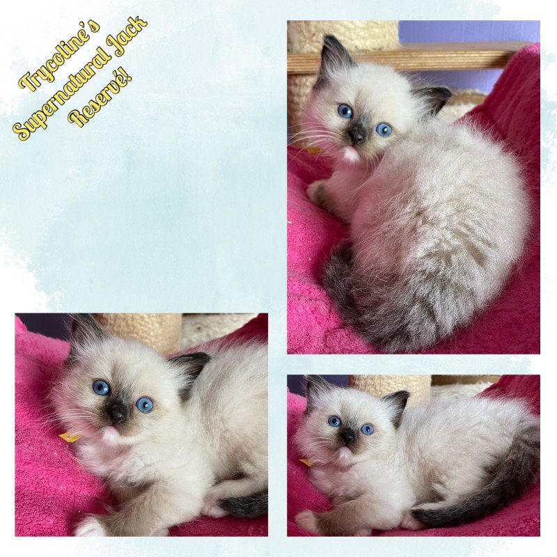 Trycoline’s Supernatural Jack Mâle Ragdoll Trycoline’s Supernatural Jack Mâle Ragdoll
