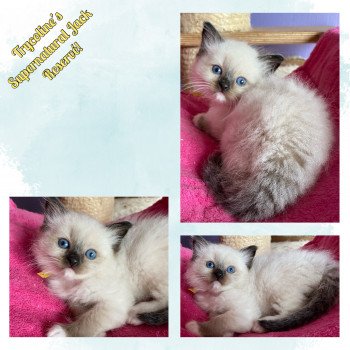 chaton Ragdoll seal point mitted Supernatural Jack Trycoline’s