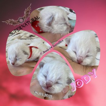 chaton Ragdoll Supernatural Jody Trycoline’s chaton Ragdoll Supernatural Jody Trycoline’s