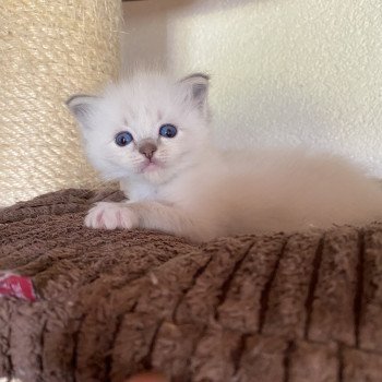 chaton Ragdoll blue tabby point mitted Supernatural Jody Trycoline’s