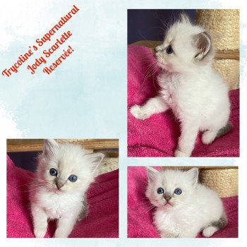 chaton Ragdoll blue tabby point mitted Supernatural Jody Scarlette Trycoline’s