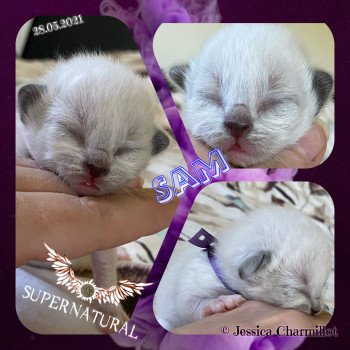 chaton Ragdoll Supernatural Sam Trycoline’s chaton Ragdoll Supernatural Sam Trycoline’s