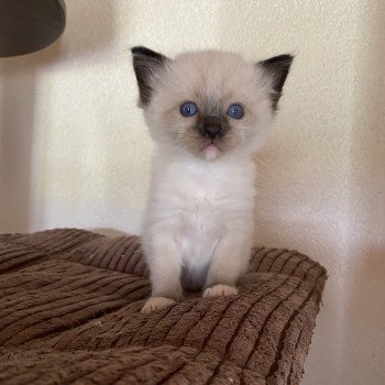 chaton Ragdoll seal point mitted Supernatural Sam Trycoline’s