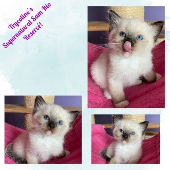 chaton Ragdoll seal point mitted Supernatural Sam Rio Trycoline’s