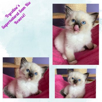 chaton Ragdoll seal point mitted Supernatural Sam Rio Trycoline’s chaton Ragdoll seal point mitted Supernatural Sam Rio Trycoline’s