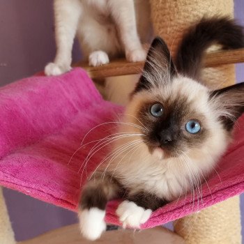 chaton Ragdoll seal point mitted Supernatural Sam Rio Trycoline’s