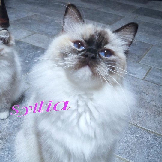Syllia D'Original Cats Femelle Ragdoll