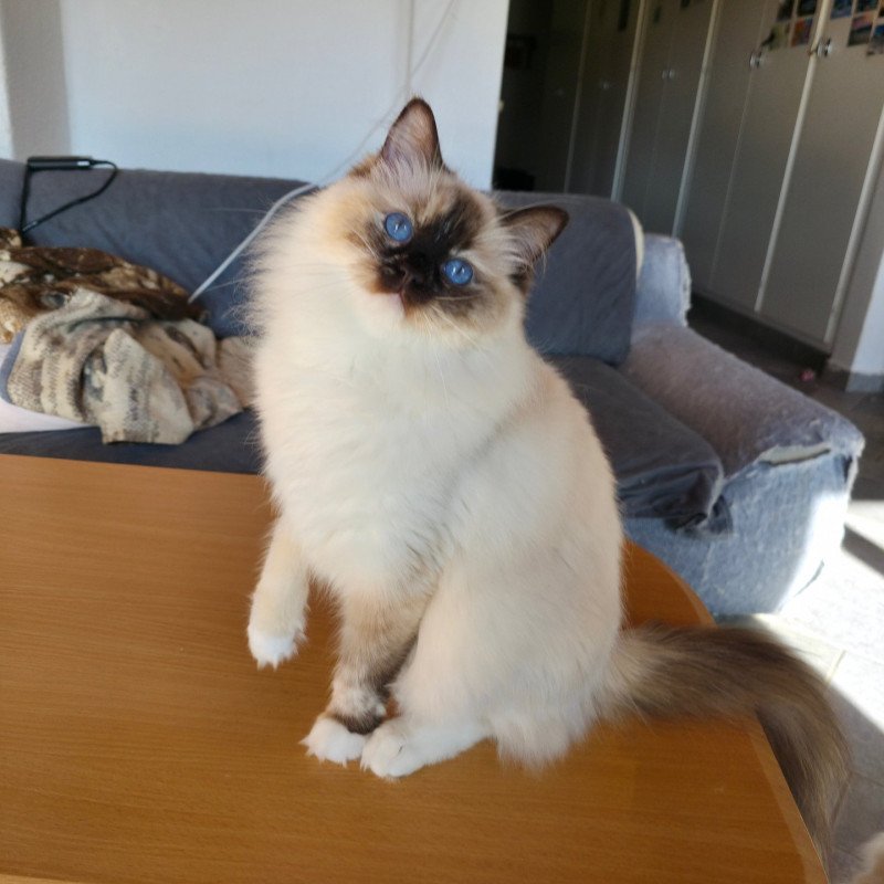 Syllia D'Original Cats Femelle Ragdoll Syllia D'Original Cats Femelle Ragdoll