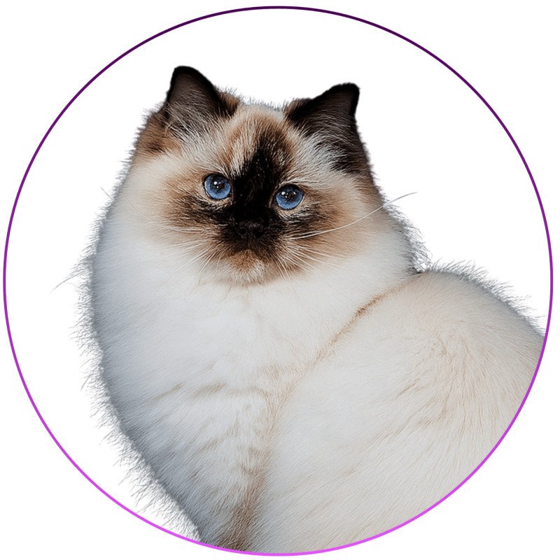 Syllia D'Original Cats Femelle Ragdoll Syllia D'Original Cats Femelle Ragdoll