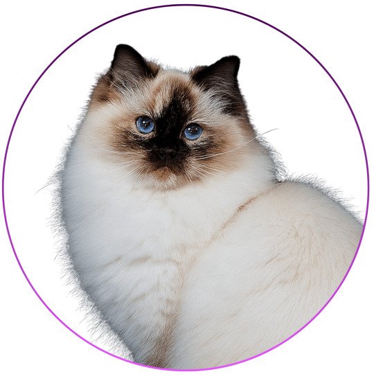 Syllia D'Original Cats Femelle Ragdoll