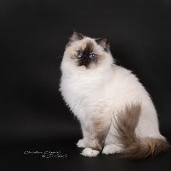 chat Ragdoll chocolate tortie point mitted Syllia Trycoline’s
