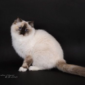 chat Ragdoll chocolate tortie point mitted Syllia Trycoline’s