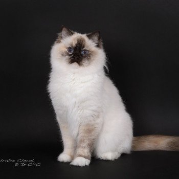 chat Ragdoll chocolate tortie point mitted Syllia Trycoline’s