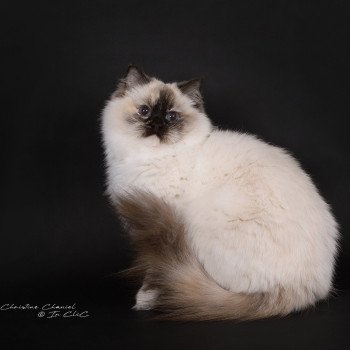 chat Ragdoll chocolate tortie point mitted Syllia Trycoline’s