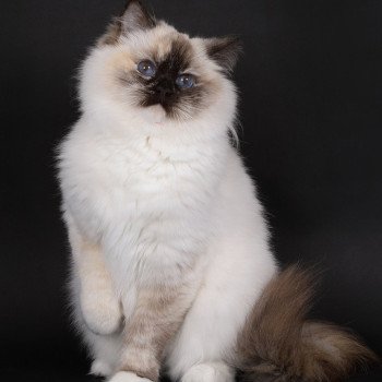 chat Ragdoll chocolate tortie point mitted Syllia Trycoline’s