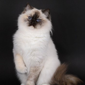 chat Ragdoll chocolate tortie point mitted Syllia Trycoline’s