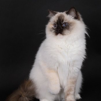 chat Ragdoll chocolate tortie point mitted Syllia Trycoline’s