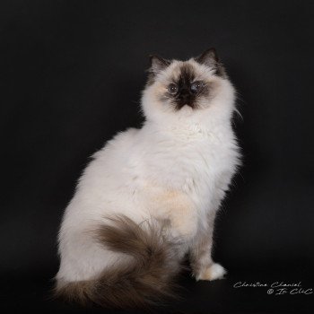 chat Ragdoll chocolate tortie point mitted Syllia Trycoline’s