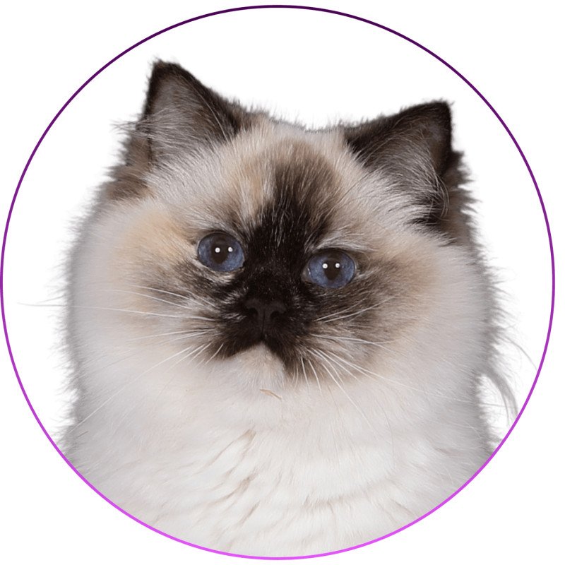 Syllia D'Original Cats Femelle Ragdoll