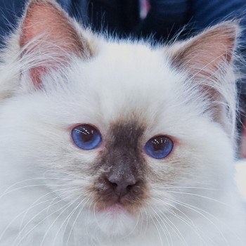 chat Ragdoll chocolate tortie point mitted Syllia Trycoline’s