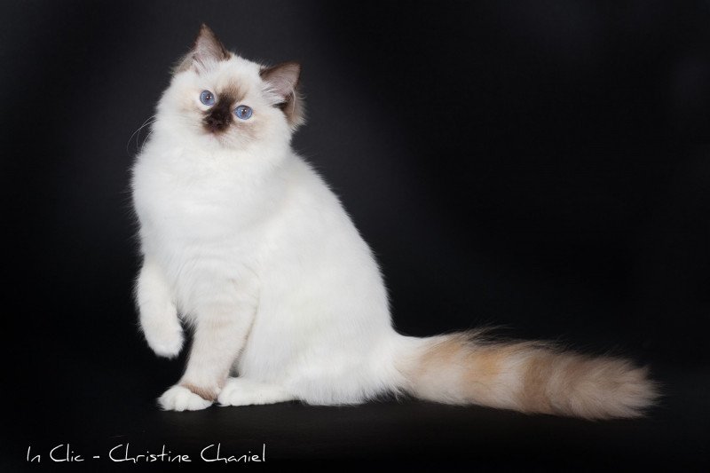 Syllia D'Original Cats Femelle Ragdoll