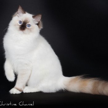chat Ragdoll chocolate tortie point mitted Syllia Trycoline’s chat Ragdoll chocolate tortie point mitted Syllia Trycoline’s