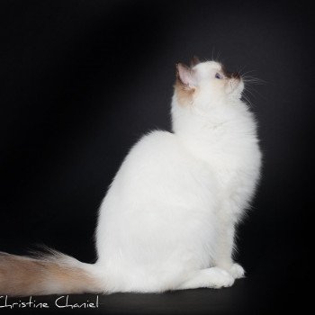 chat Ragdoll chocolate tortie point mitted Syllia Trycoline’s chat Ragdoll chocolate tortie point mitted Syllia Trycoline’s