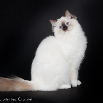 chat Ragdoll chocolate tortie point mitted Syllia Trycoline’s