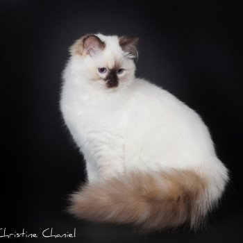 chat Ragdoll chocolate tortie point mitted Syllia Trycoline’s chat Ragdoll chocolate tortie point mitted Syllia Trycoline’s