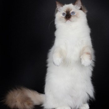 chat Ragdoll chocolate tortie point mitted Syllia Trycoline’s chat Ragdoll chocolate tortie point mitted Syllia Trycoline’s
