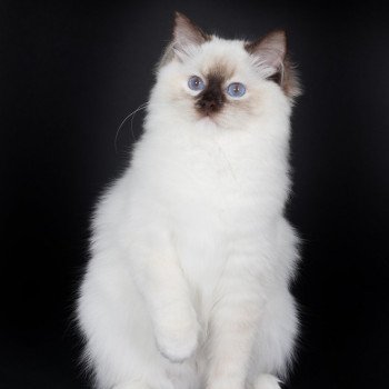 chat Ragdoll chocolate tortie point mitted Syllia Trycoline’s