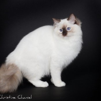 chat Ragdoll chocolate tortie point mitted Syllia Trycoline’s